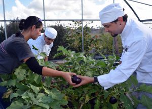 TSTC Agricultural Technology and Culinary Arts